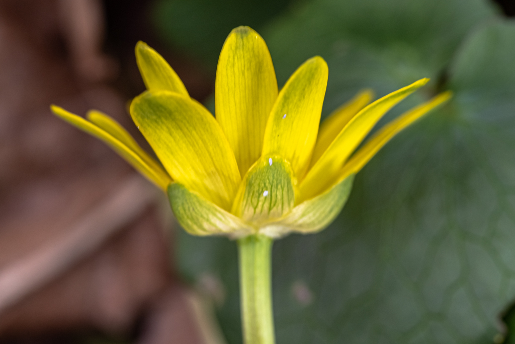 zur Vergrößerungsansicht des Bildes: Scharbockskraut (Ficaria verna) im Stötteritzer Wäldchen; Foto: Wolfgang Teschner