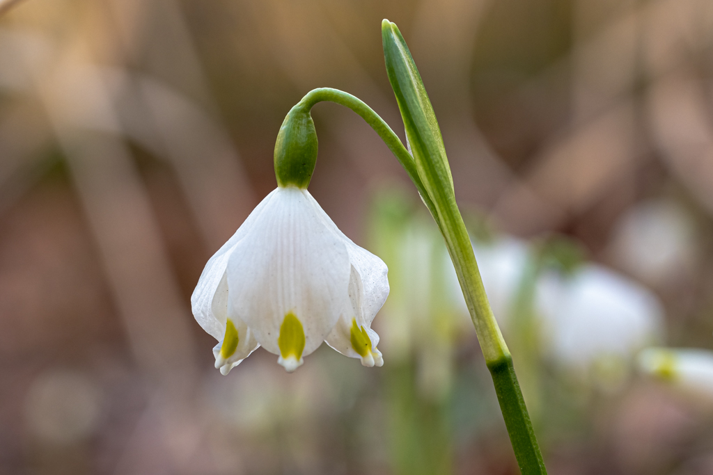 zur Vergrößerungsansicht des Bildes: Märzenbecher (Leucojum vernum); Foto: Wolfgang Teschner