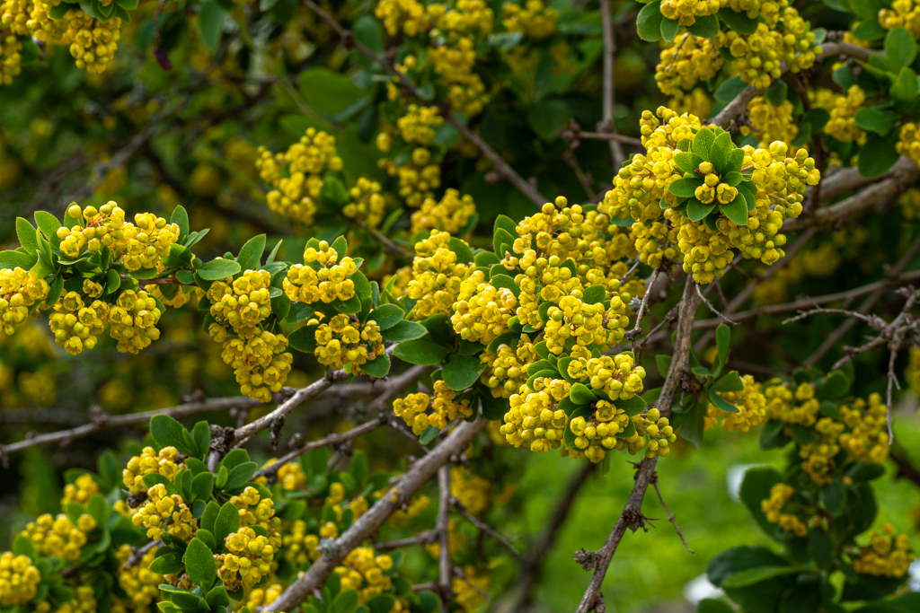 Gelb blühnde Gewöhnliche Berberitze (Berberis vulgaris) im Botanischen Garten der universität Leipzig.