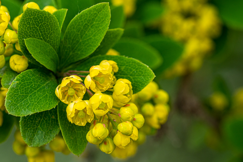 Gelber Blütenstand der Gewöhnliche Berberitze (Berberis vulgaris)