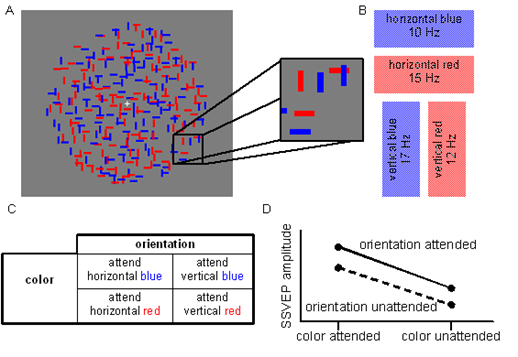 enlarge the image: Schematic illustration of an experimental design and results of Andersen et al. (2008)