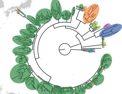 Phylogenetic Tree