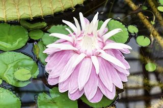 Geöffnete rosafarbene Blüte einer Victoria cruziana. Diese schwimmt auf der Wasseroberfläche.