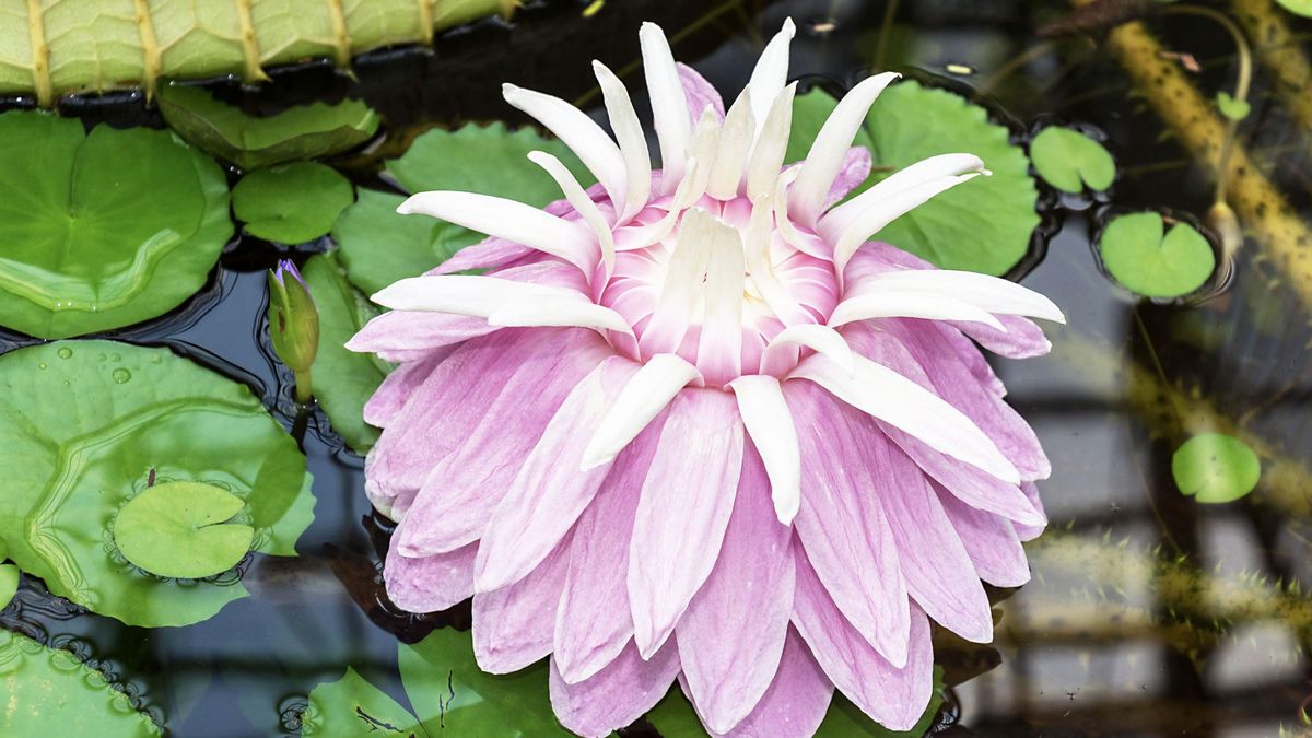 zur Vergrößerungsansicht des Bildes: Geöffnete rosafarbene Blüte einer Victoria cruziana. Diese schwimmt auf der Wasseroberfläche.