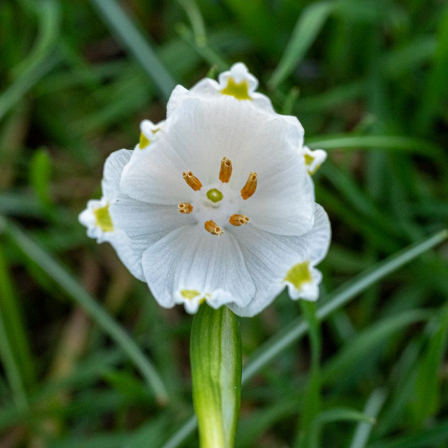 zur Vergrößerungsansicht des Bildes: Märzenbecher (Leucojum vernum); Foto: Wolfgang Teschner