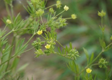 Acker-Hahnenfuß (Ranunculus arvensis). Foto: Stefan Meyer Acker-Hahnenfuß (Ranunculus arvensis). Foto: Stefan Meyer