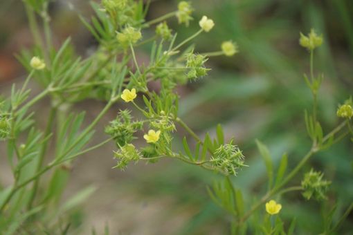 Acker-Hahnenfuß (Ranunculus arvensis). Foto: Stefan Meyer