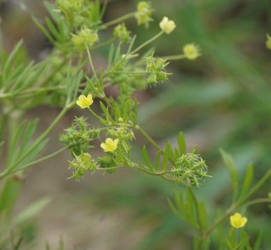 Acker-Hahnenfuß (Ranunculus arvensis). Foto: Stefan Meyer