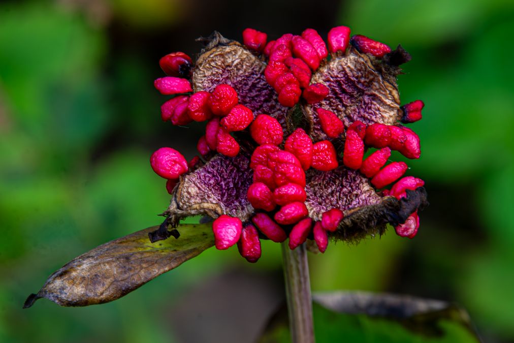 zur Vergrößerungsansicht des Bildes: Fruchtstand der Paeonia daurica ssp coriifolia, Foto: Wolfgang Teschner