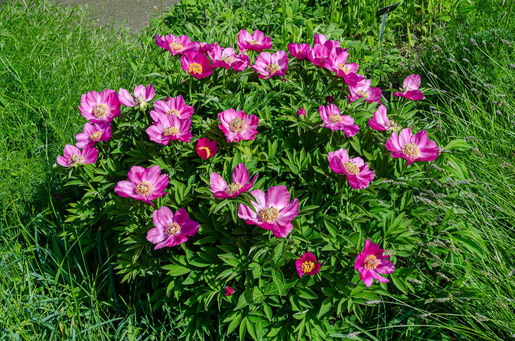 zur Vergrößerungsansicht des Bildes: Kleinfrüchtige Pfingstrose (Paeonia officinalis subsp.humilis), Foto: Wolfgang Teschne