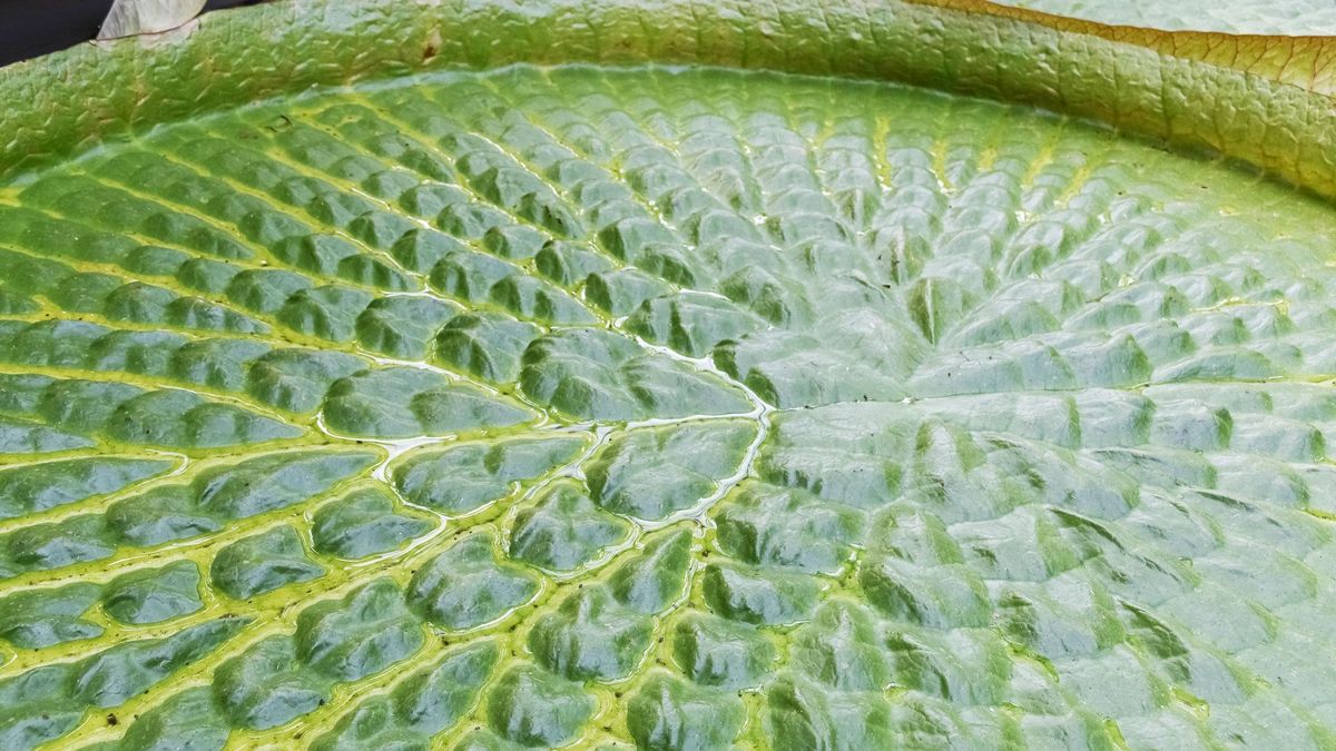 zur Vergrößerungsansicht des Bildes: Blick auf die Blattoberseite der Victoria amazonica.