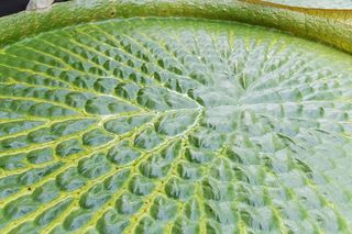 Blick auf die Blattoberseite der Victoria amazonica.