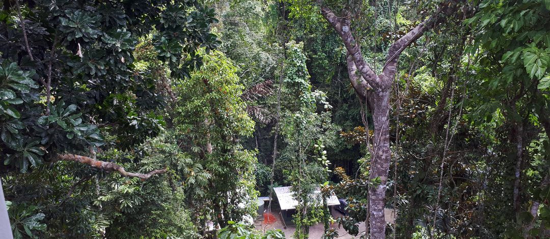 Aufnahme aus dem Regenwald von Papua-Neuguinea