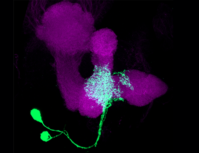 Anatomische Darstellung zweier Nervenzellen, die Dopamine als Neurotransmitter verwenden