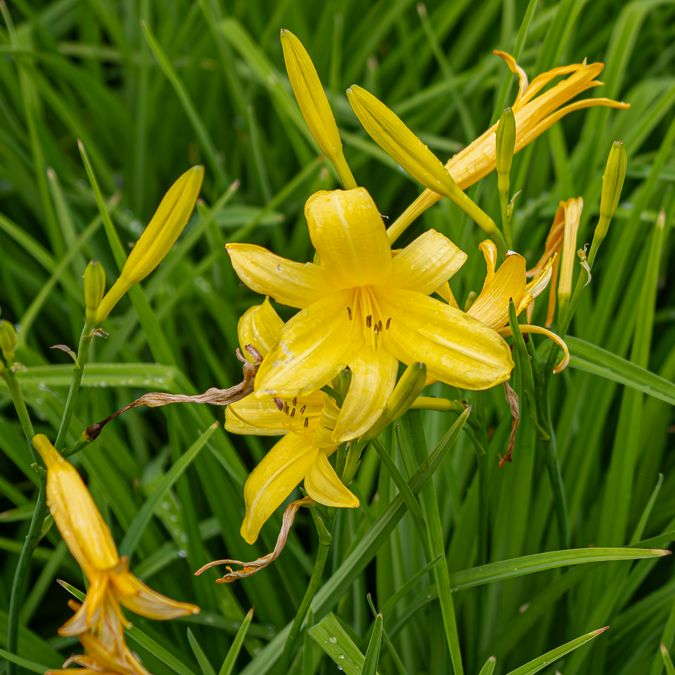 zur Vergrößerungsansicht des Bildes: Blüten der Taglilie (Hemerocallis dumortieri), Foto: Wolfgang Teschner