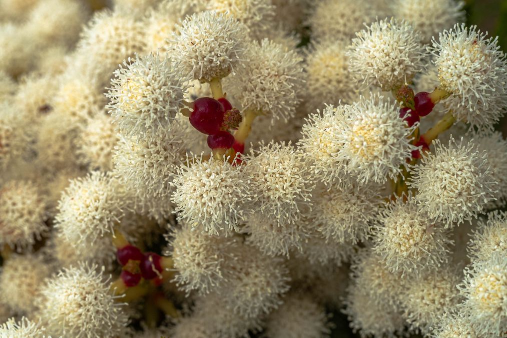 zur Vergrößerungsansicht des Bildes: Berzelia lanuginosa; Foto: Wolfgang Teschner