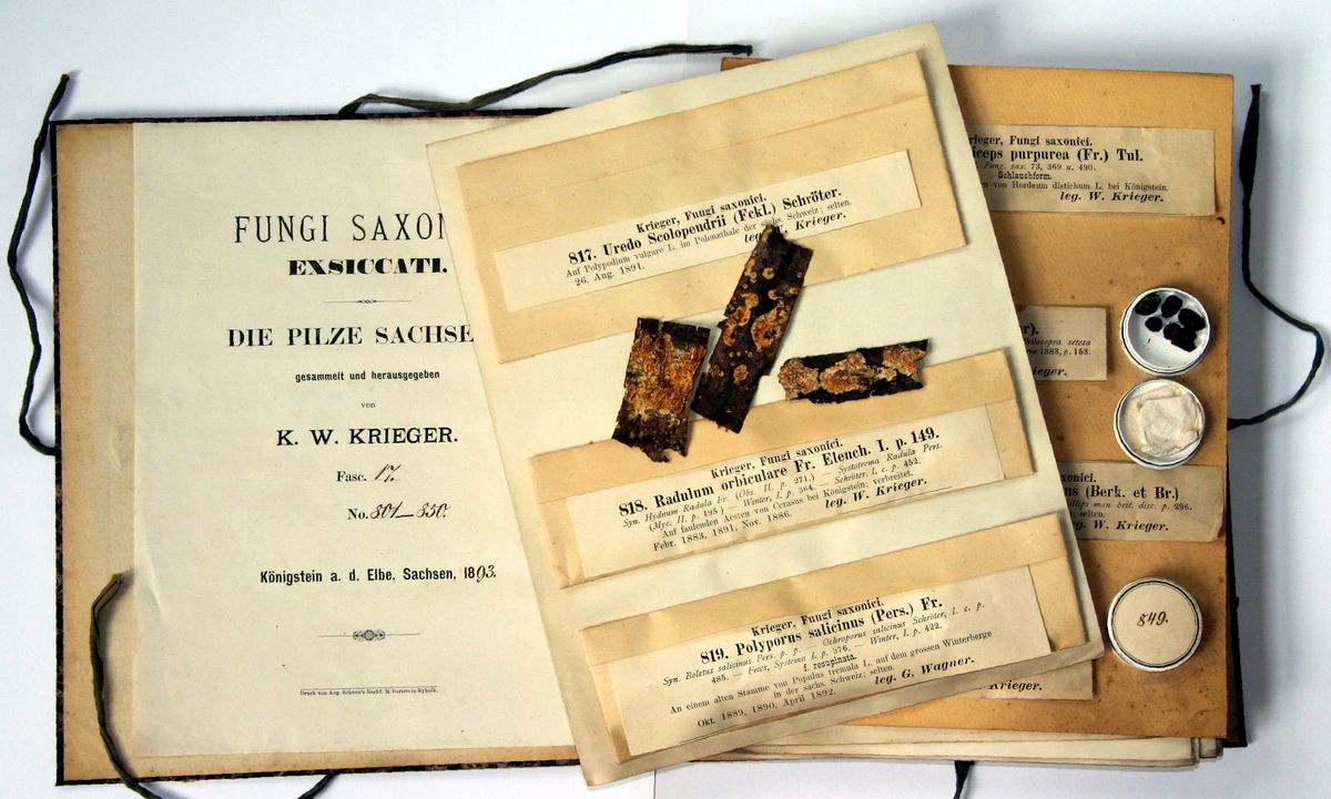 enlarge the image: Exsiccate work Fungi Saxonici Exsiccati by K. W. Krieger in the Herbarium LZ, photo: A. Müllner-Riehl