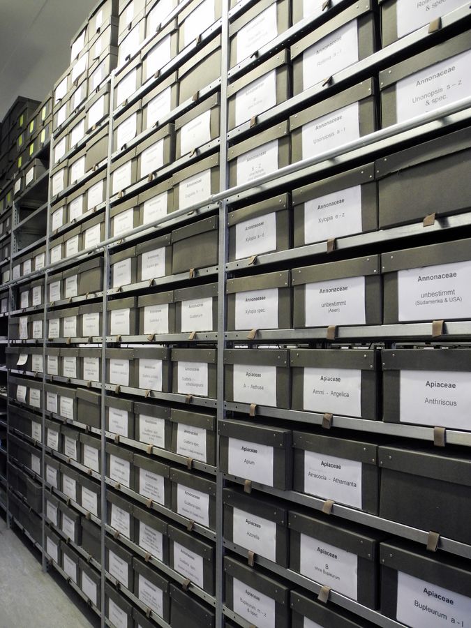 Ein Sammlungsraum mit in Kartons archivierten Belegen von Samenpflanzen im Herbarium LZ, AG Müllner-Riehl