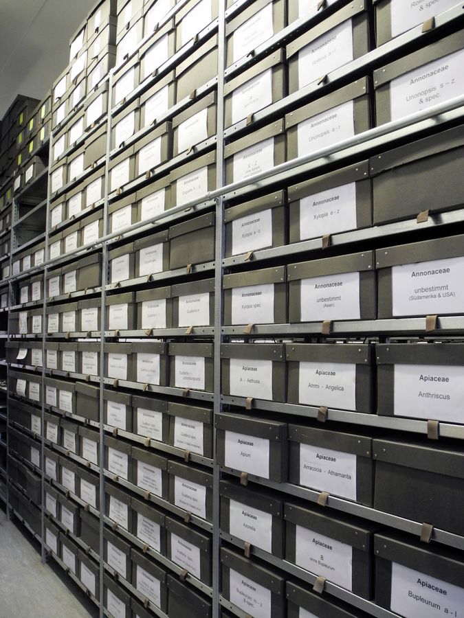 enlarge the image: A collection room with seed plant specimens archived in boxes in the herbarium LZ, working group Müllner-Riehl