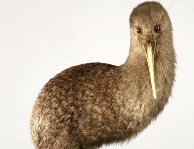 Präparat eines Kiwi (Apteryx)