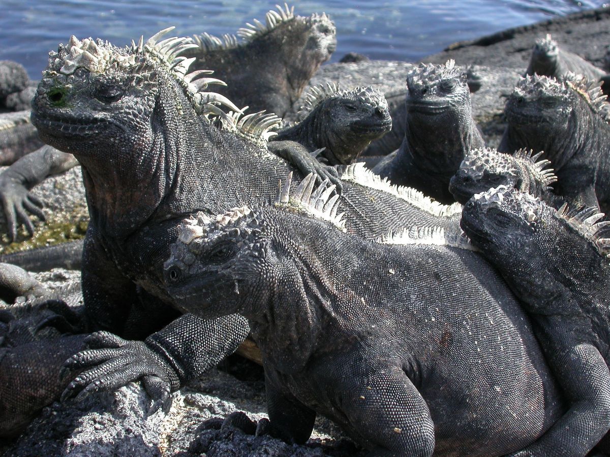 zur Vergrößerungsansicht des Bildes: Aufnahme von Meerechsen an der Küste auf Galapagos.