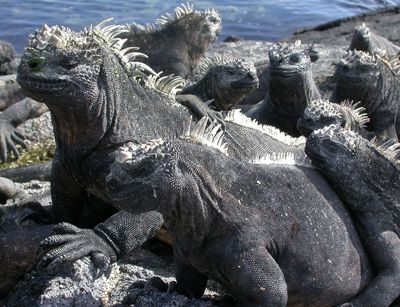 Aufnahme von Meerechsen an der Küste auf Galapagos.