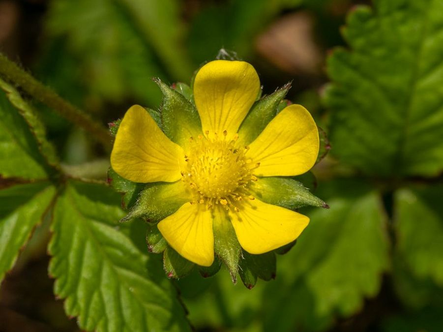 zur Vergrößerungsansicht des Bildes: Einzelne gelbe Blüte der Fragaria chiloensis.