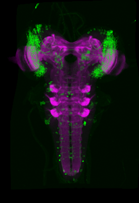 zur Vergrößerungsansicht des Bildes: Darstellung von Nervenzellen im optischen Neuropil der Drosophila Larve