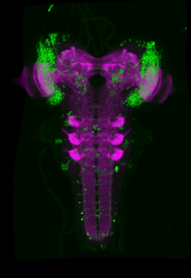 enlarge the image: Darstellung von Nervenzellen im optischen Neuropil der Drosophila Larve