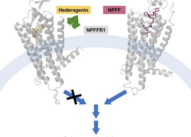 Hederagenin blockiert die Aktivierung des Neuropeptid FF Rezeptors 1. Dieses Protein kommt vor allem im Rückenmark und in Gehirnbereichen vor, die für die Schmerzwahrnehmung relevant sind.