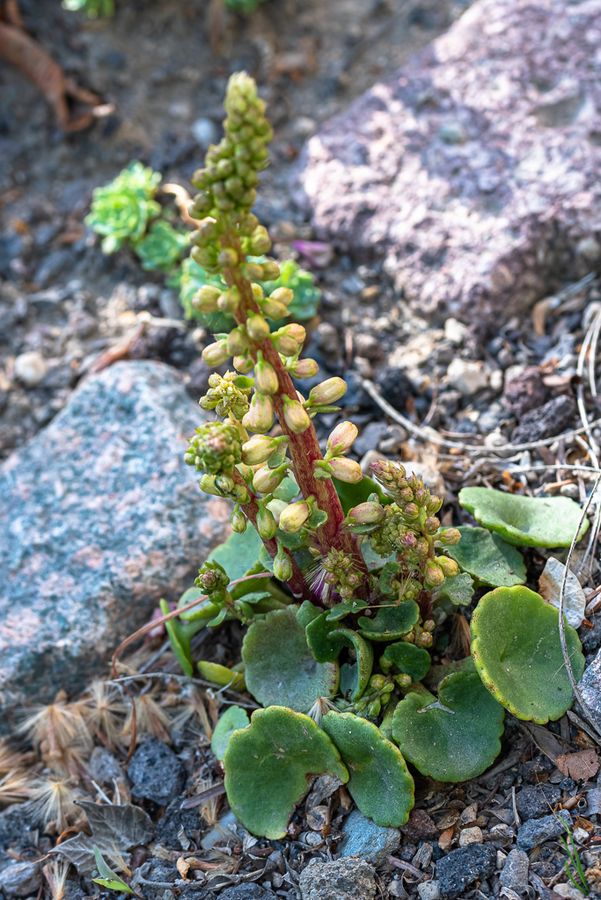 zur Vergrößerungsansicht des Bildes: Umbilicus rupestris mit Blütenknospen