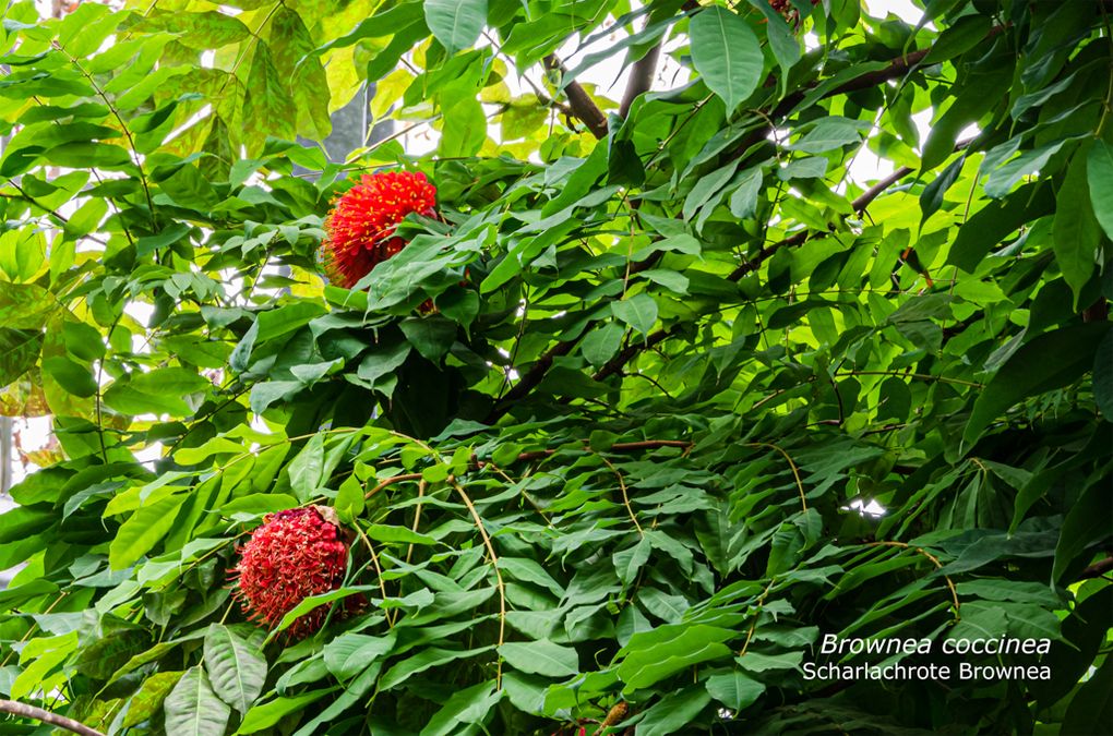 zur Vergrößerungsansicht des Bildes: Die Scharlachrote Brownea (Brownea coccinea), Foto: Wolfgang Teschner