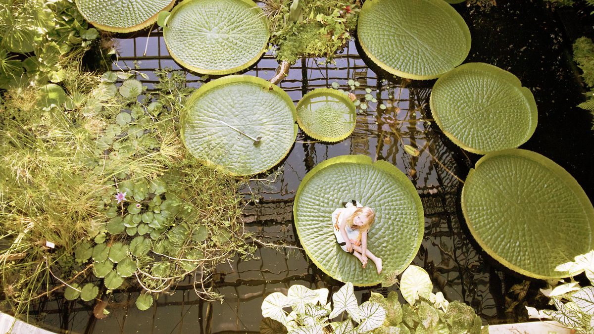 zur Vergrößerungsansicht des Bildes: Blick von oben auf die Wasseroberfläche des Magrovenhauses. Darauf schwimmen die großen Blätter der Riesenseerose (Victoria amazonica). Auf einem der Blätter sitzt ein kleines Mädchen.