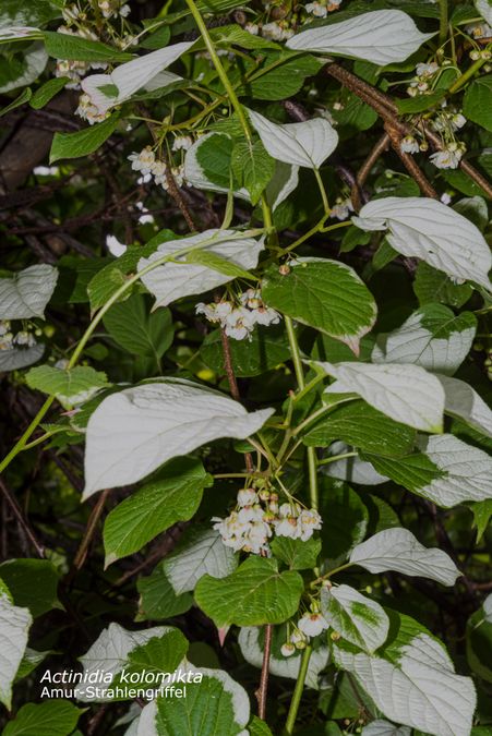 Blätter der Kolomikta-Strahlengriffel (Actinidia kolomikta)