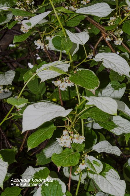 zur Vergrößerungsansicht des Bildes: Blätter der Kolomikta-Strahlengriffel (Actinidia kolomikta)