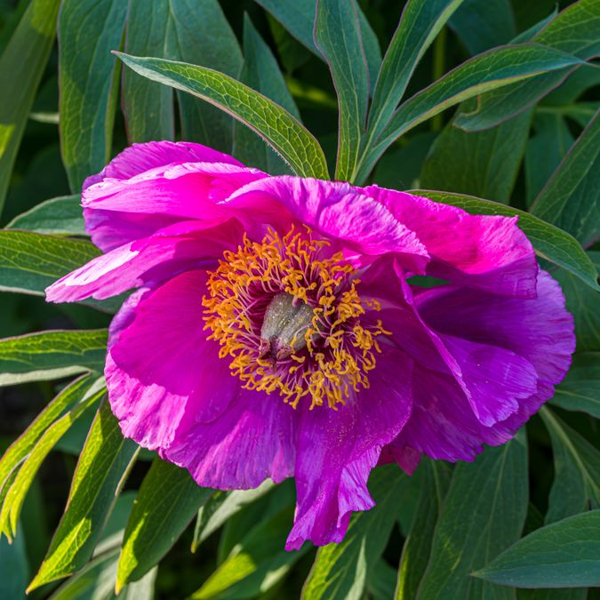 zur Vergrößerungsansicht des Bildes: Paeonia caucasica, Foto: Wolfgang Teschner