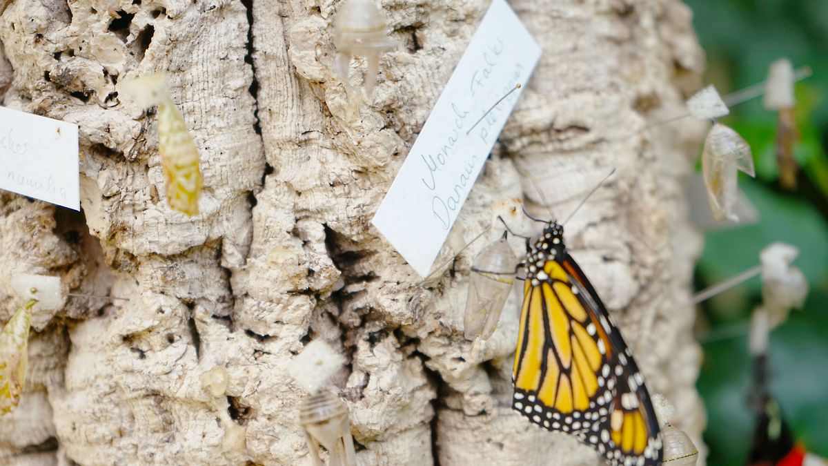 zur Vergrößerungsansicht des Bildes: Ein frisch geschlüpfter Schmetterling.