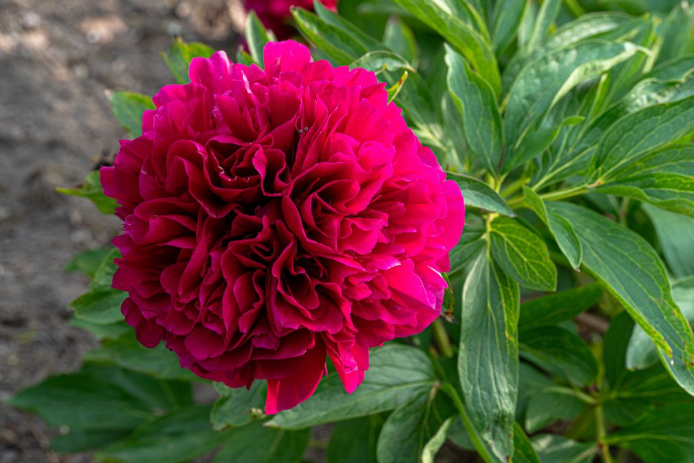 zur Vergrößerungsansicht des Bildes: Gefüllte Blüte der Gemeinen Pfingstrose (Paeonia officinalis), Foto: Wolfgang Teschne