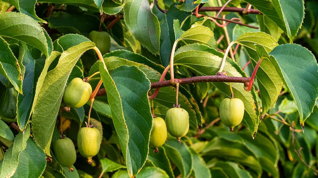 zur Vergrößerungsansicht des Bildes: Früchte der Kiwibeere (Actinidia arguta), Foto: W. Teschner