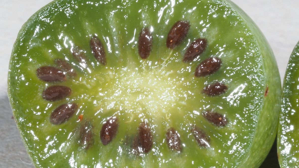 zur Vergrößerungsansicht des Bildes: Frucht der Kiwibeere auch Honigbeere, Kokuwa, Kiwai oder Kleinfruchtige Kiwi genannt (Actinidia arguta), Foto: Dr. M. Freiberg