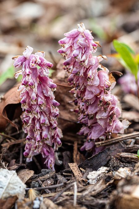 zur Vergrößerungsansicht des Bildes: Blüten des Schuppenwurz (Lathraea squamaria), Foto: Wolfgang Teschner