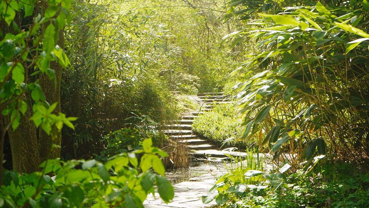 zur Vergrößerungsansicht des Bildes: Blick auf den kleinen Teich und die kleine Treppe umgeben von Bambus.