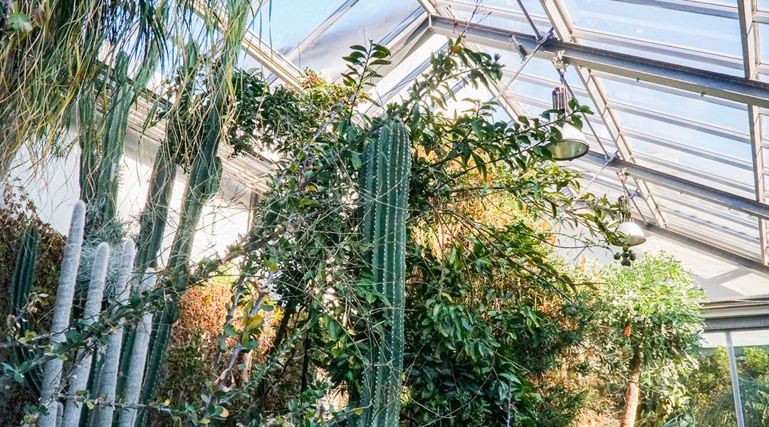 Blick in das Sukkulentenhaus im Botanischen Garten Leipzig. Bild: Botanischer Garten