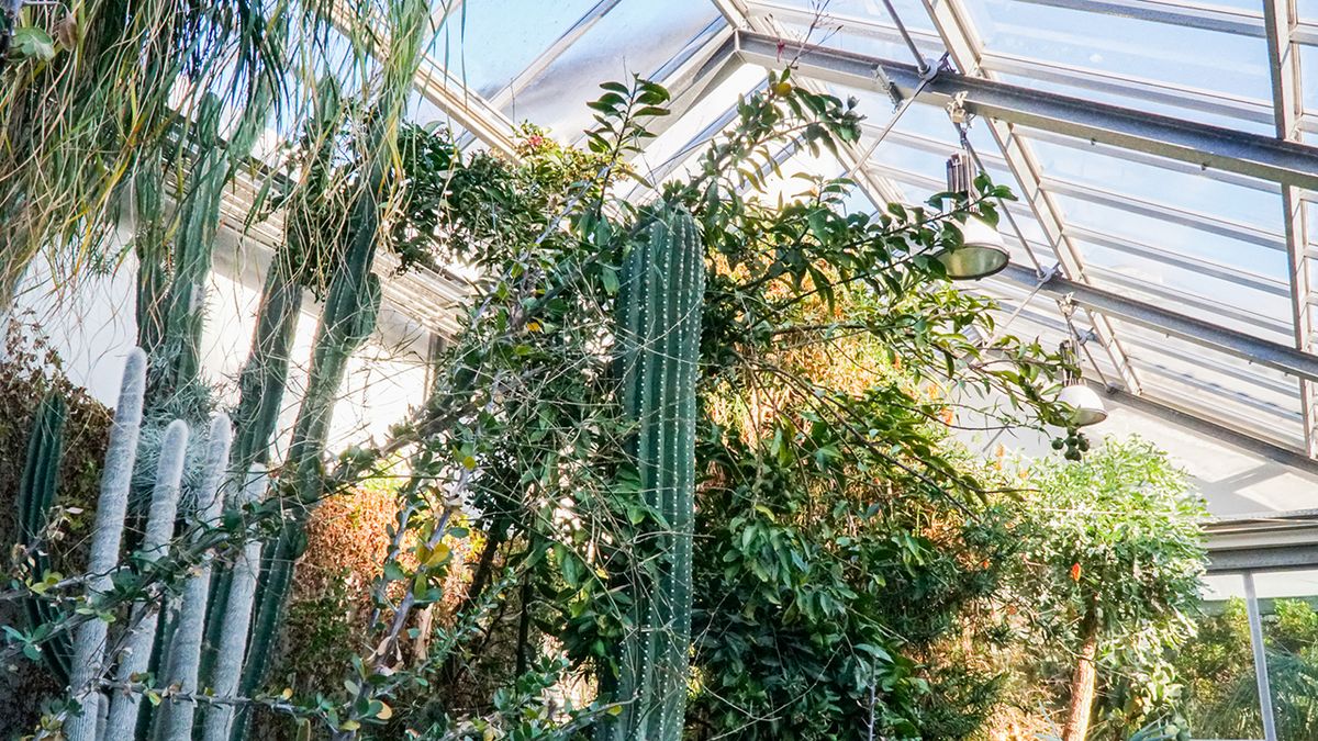 zur Vergrößerungsansicht des Bildes: Blick in das Sukkulentenhaus im Botanischen Garten Leipzig. Bild: Botanischer Garten