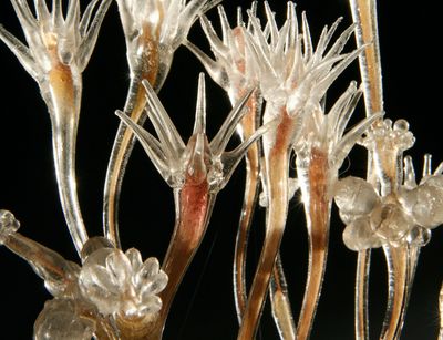 Detail Stachelpolyp (Hydractinia echinata), Glasmodell von Blaschka