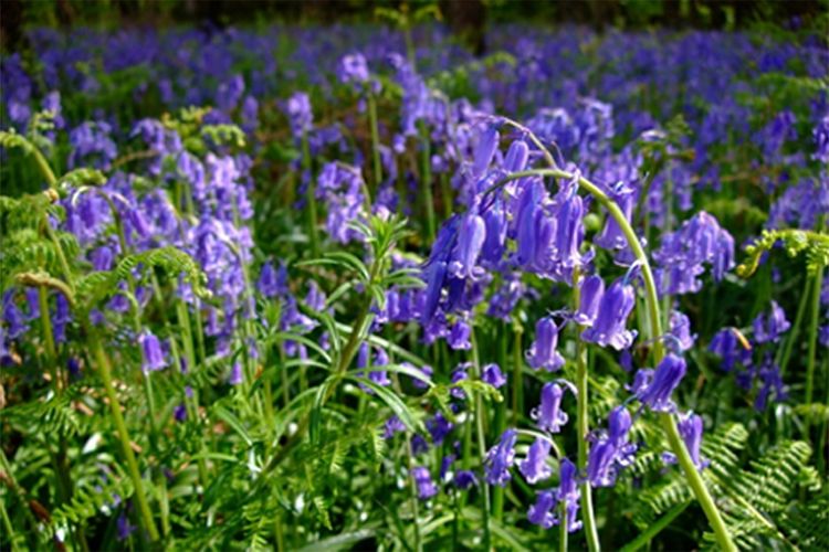 Der Bestand der einheimischen Zierpflanze Atlantische Glockenblume (<em>Hyacinthoides non-scripta</em>) hat im gleichen Zeitraum sogar um mehr als 1100 Prozent zugenommen.