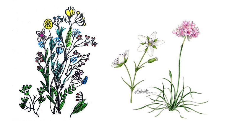 Pflanzen Illustrationen