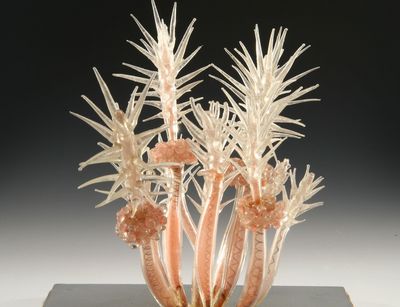 Keulenpolyp (Clava squamata), Glasmodell von Blaschka