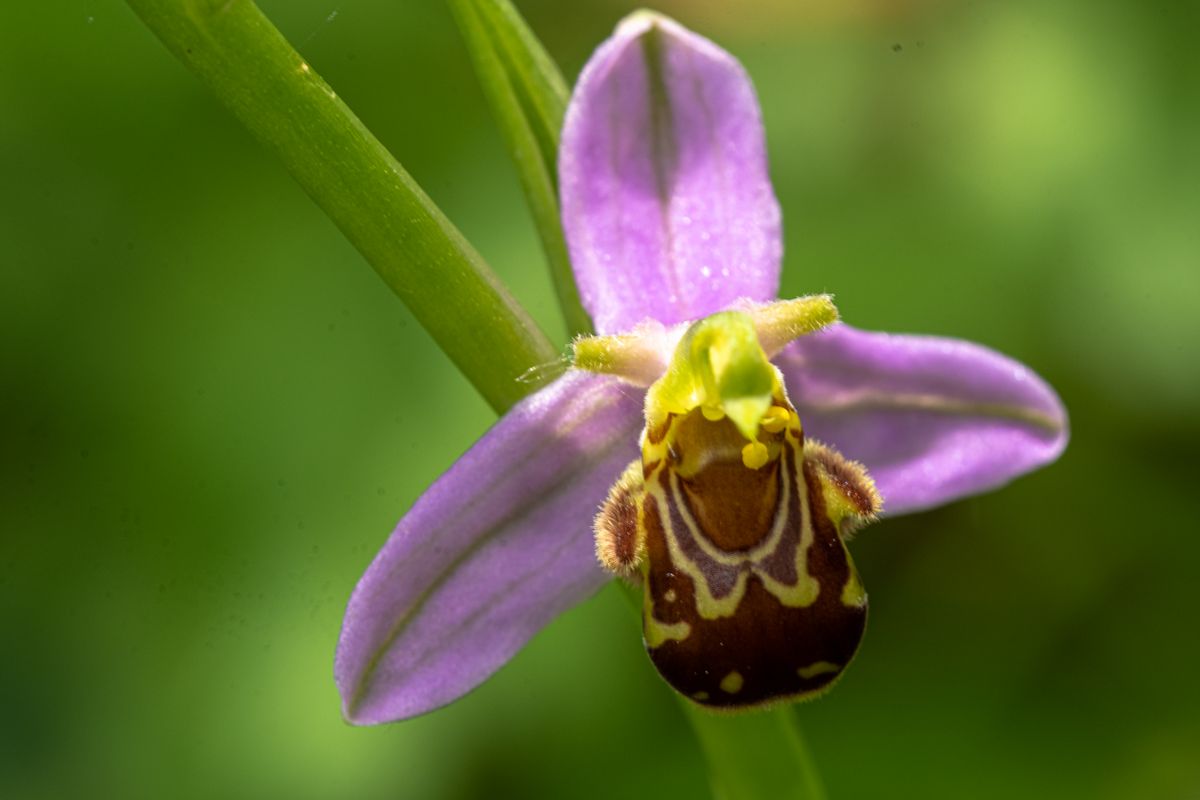 Blüte des Bienen-Ragwurz (Ophrys apifera)