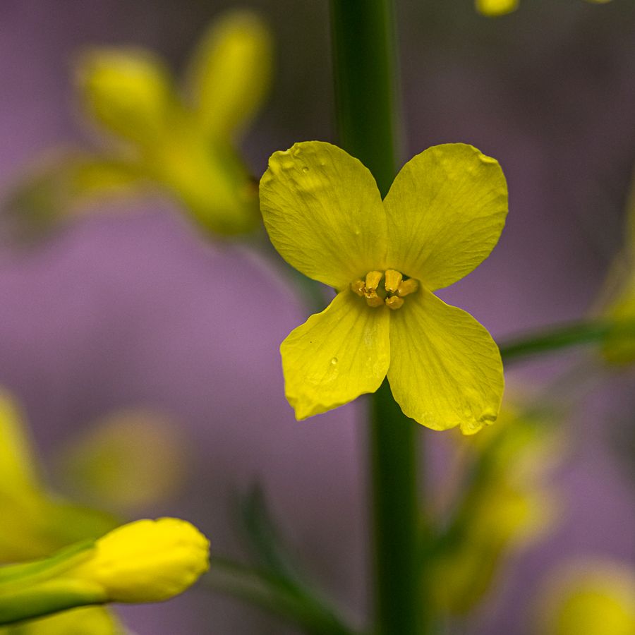 zur Vergrößerungsansicht des Bildes: Detailaufnahme einer Blüte des Wildkohls (Brassica oleracea var. oleracea)